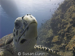 Very friendly turtle. Was practicing wide-angle natural l... by Susan Lunn 